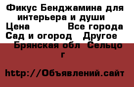 Фикус Бенджамина для интерьера и души › Цена ­ 2 900 - Все города Сад и огород » Другое   . Брянская обл.,Сельцо г.